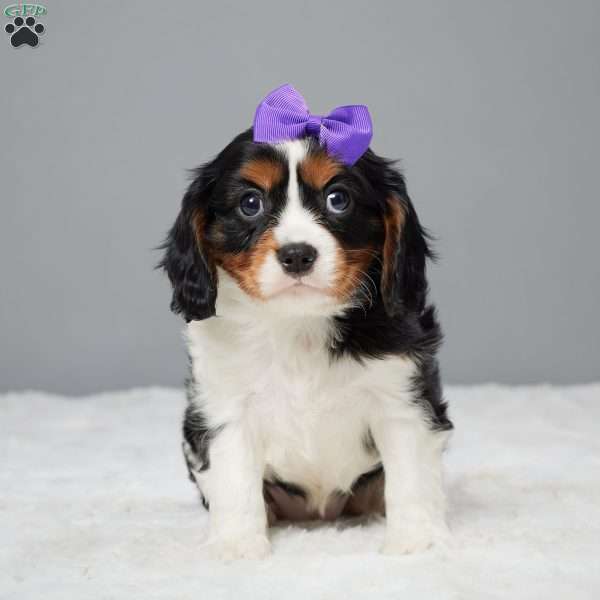 Candy, Cavalier King Charles Spaniel Puppy